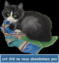 chat--textecet--t--nenousabandonnezpas.gif