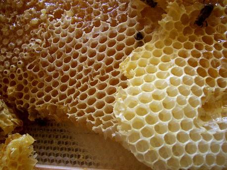 Le miel dans vos cosmétiques bio