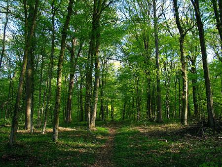 L’écolo bois : pour un usage plus responsable de nos forêts