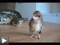 Videos: jamais tourner serpent vache poussin