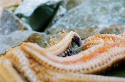 des affaires maritimes