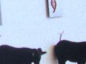 achève bien taureaux