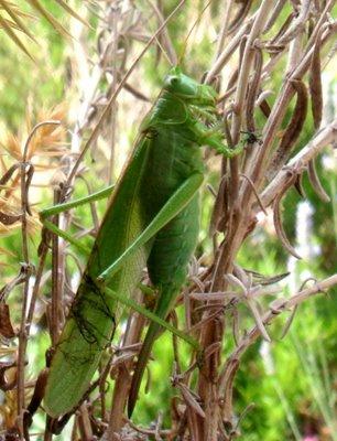 Une invitée surprise