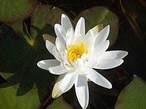 MON JARDIN D'EDEN : LE LOTUS