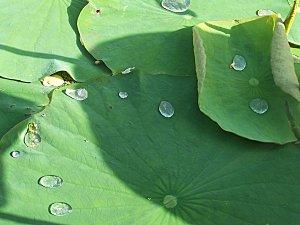 MON JARDIN D'EDEN : LE LOTUS