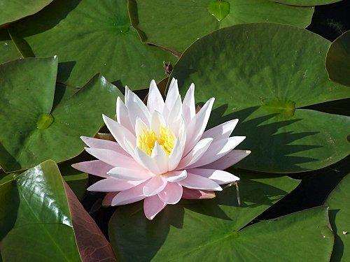 MON JARDIN D'EDEN : LE LOTUS