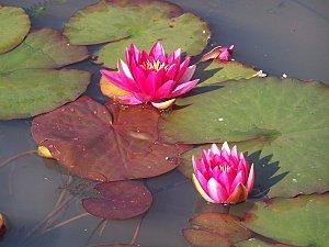 MON JARDIN D'EDEN : LE LOTUS