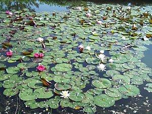 MON JARDIN D'EDEN : LE LOTUS