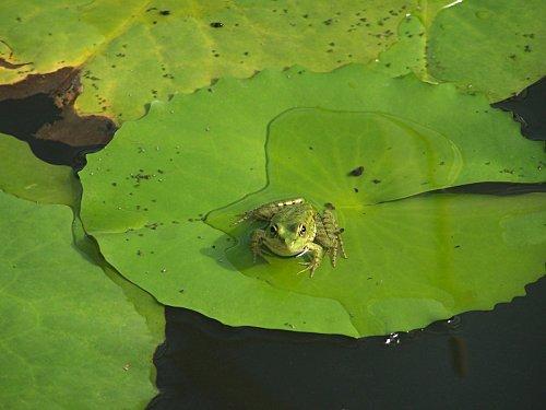 MON JARDIN D'EDEN : LE LOTUS