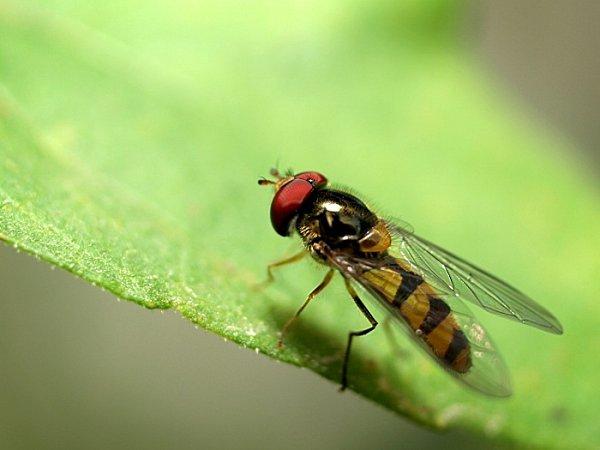 syrphidae