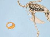 Deyrolle Anatomies sommaire d’Anne Deleporte