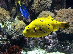 Trucs et astuces pour prendre des photos de poisson d'aquarium