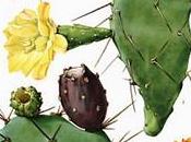 Huile végétale Figue Barbarie