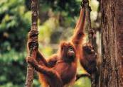 orang outan avec son petit dans un arbre 