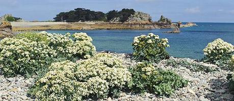 Crambes maritimes sur le cordon de galets de Bugueles Crambes maritimes sur le cordon de galets de Bugueles