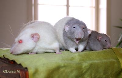 Rats adultes avec raton de 38 jours