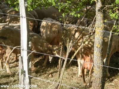 Brebis Lacaunes sur Soliblog - Clic clic
clic