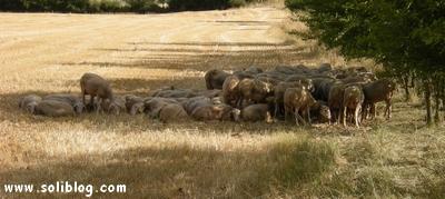 Brebis Lacaunes sur Soliblog - Clic clic
clic