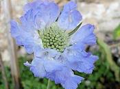 Avis recherche... mais est- elle passee?