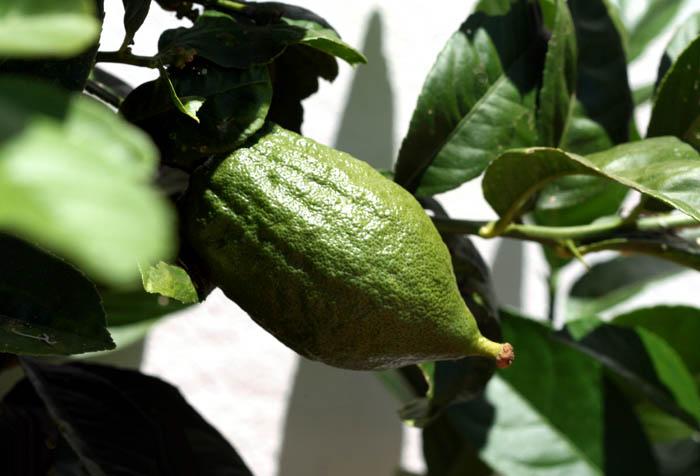 Green citron cedrat vert