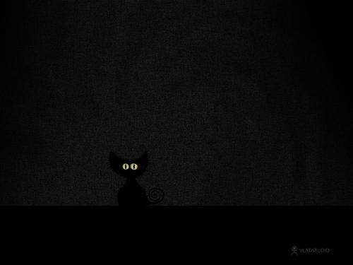 Black Cat in Dark Room 