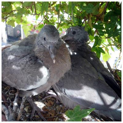 pigeon6