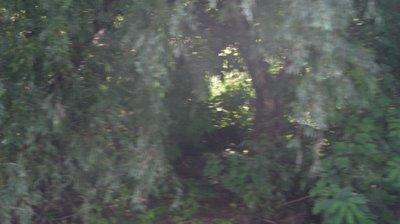 Les fantômes du Delta