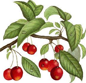 Bon a savoir sur les fruits, et rendons visite a Super Nany