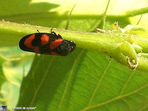 Cercopis vulnerata sanguinea