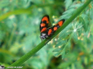 Cercopis vulnerata sanguinea