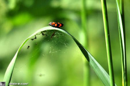 Cercopis_vulnerata_sanguinea