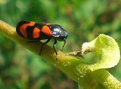 insectes miniatures couleurs chatoyantes…