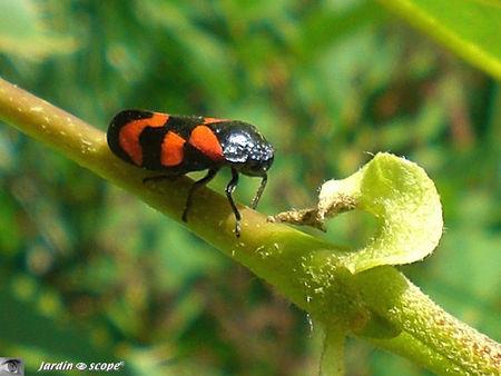 Cercopis vulnerata sanguinea