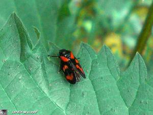 Cercopis vulnerata sanguinea
