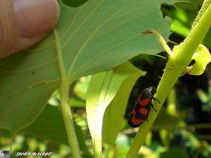 Cercopis vulnerata sanguinea