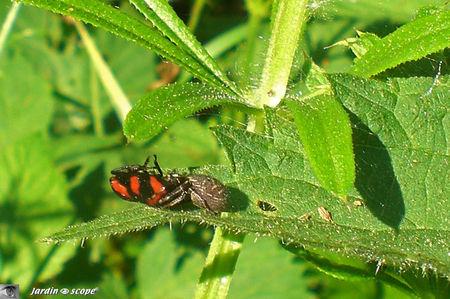 Cercope capturé par une araignée