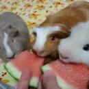 Cochons d'Inde qui mangent de la pastèque