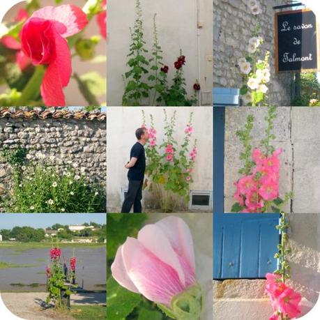 Talmont, le village aux roses tremieres / Talmont: the hollicock flowered village Talmont, le village aux roses tremieres / Talmont: the hollicock flowered village