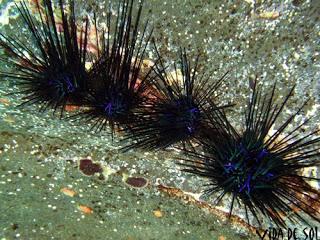 Proliferation de l'oursin diademe