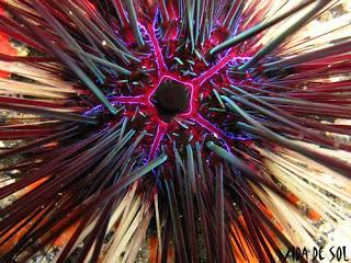 Proliferation de l'oursin diademe