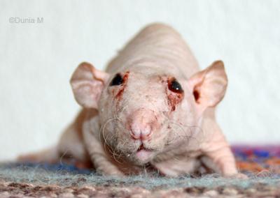 Rat nu de 27 mois malade et dépressif