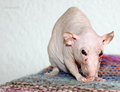 Rat nu de 27 mois malade et dépressif