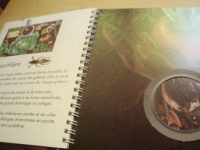 Au plus près des insectes