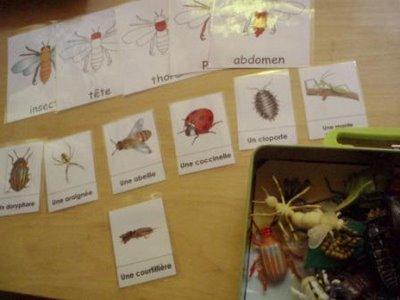 Au plus près des insectes