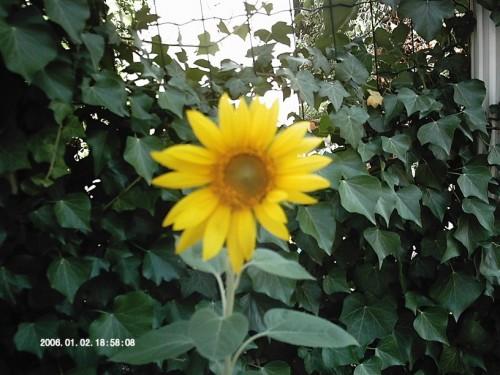 tournesol 5 juillet 09 dim 002 (816 x 612).jpg