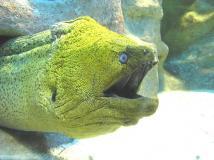 Le sexe, une réalité politique du gouvernement de Berlusconi