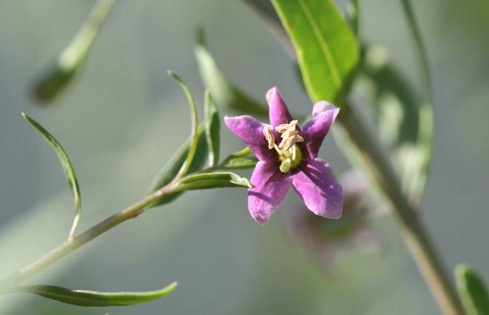 Goji blossom lyciet Barbare fleur lycium barbarum