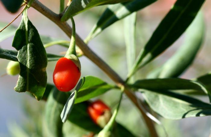 Goji lyciet lycium barbarum
