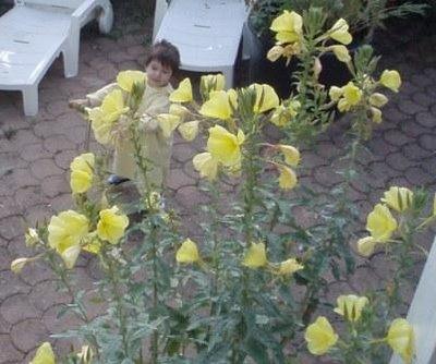 A la tombée du jour, les onagres