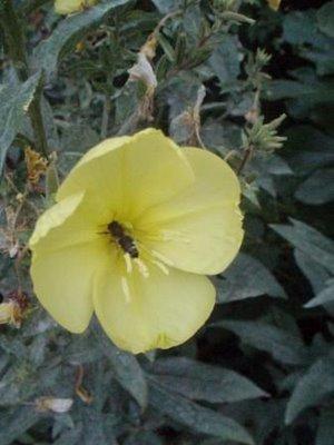 A la tombée du jour, les onagres